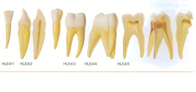 解剖教學模型|磨牙有三個牙根模型