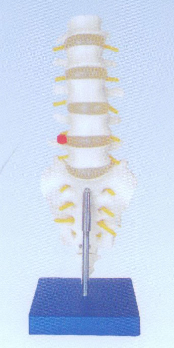 自然大腰椎帶尾椎骨模型