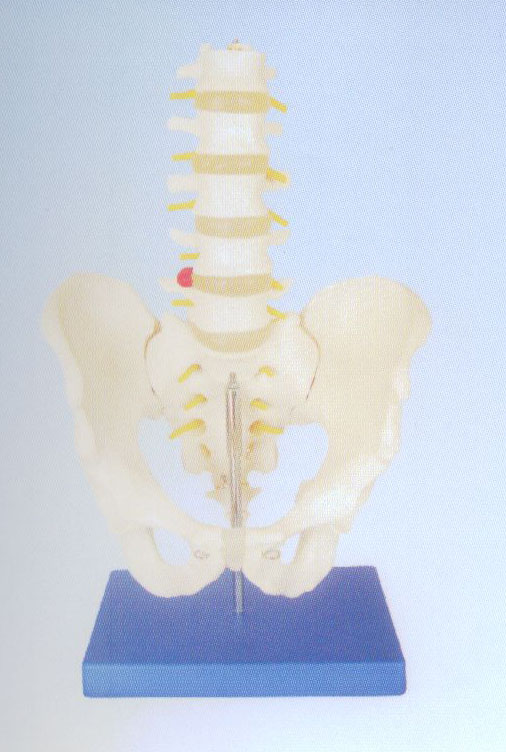 自然大骨盆帶五節腰椎模型