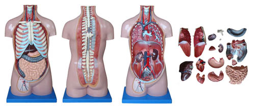 70CM無(wú)性軀干模型17件