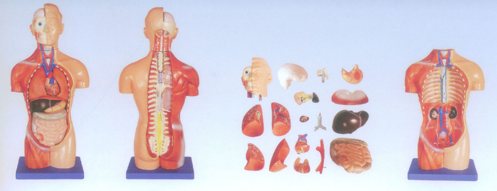 42CM無(wú)性軀干模型18件
