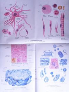 醫學彩色教學掛圖|人體教學掛|組織胚胎學彩色掛圖