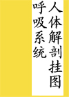 人體彩色解剖掛圖|人體解剖掛圖(局部解剖)（第2版）