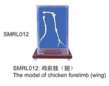 動物解剖模型|雞前肢（翅）|雞前肢|雞前肢（翅）標本