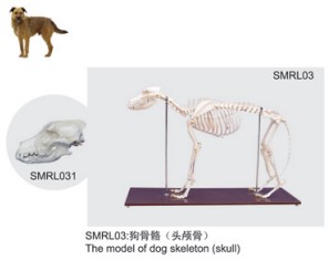 動物解剖模型|狗骨骼模型|狗骨骼|狗骨骼標本