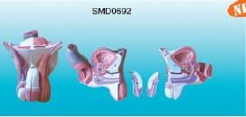男性生殖器層次解剖模型