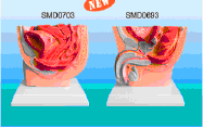 男性盆腔解剖模型