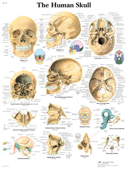 The Human Skull