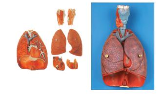 喉、心、肺模型