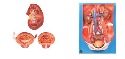 泌尿系統附腹后壁模型