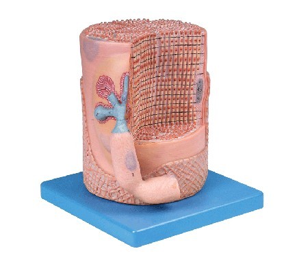 橫紋肌纖維與運(yùn)動(dòng)終板放大模型