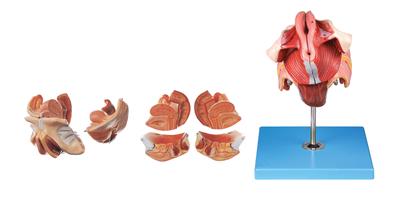 女性生殖器官結(jié)構(gòu)模型