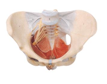 女性骨盆附盆底肌和神經(jīng)模型
