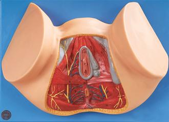 女性會陰模型