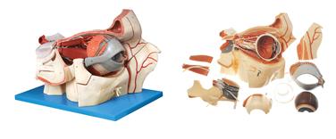 眼球與眼眶附血管神經放大模型