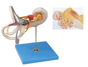 內耳迷路放大模型