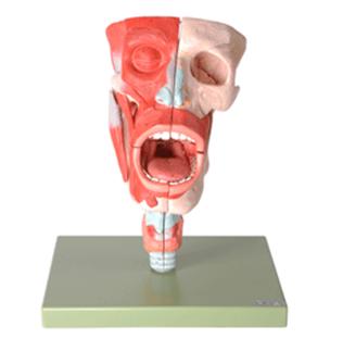 鼻、口、咽、喉腔模型