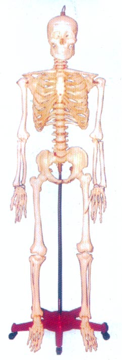 128CM人體骨骼模型